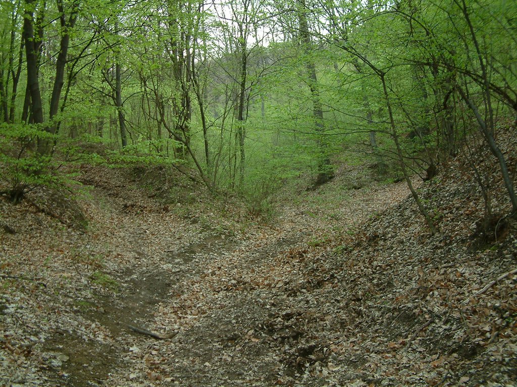 DSCF0042.JPG