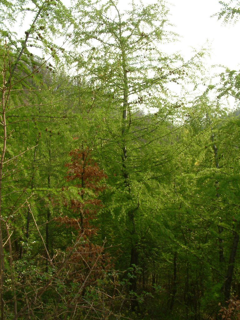 DSCF0047.JPG