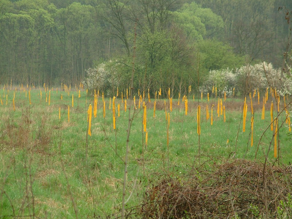 DSCF0127.JPG
