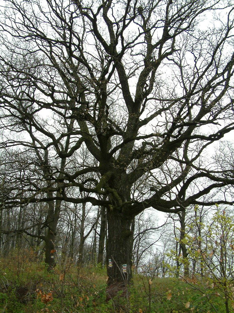 DSCF0132.JPG