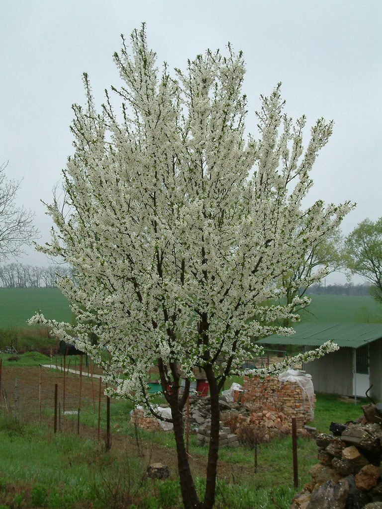 DSCF0240.JPG