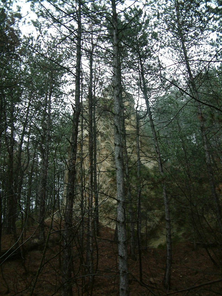 DSCF0249.JPG