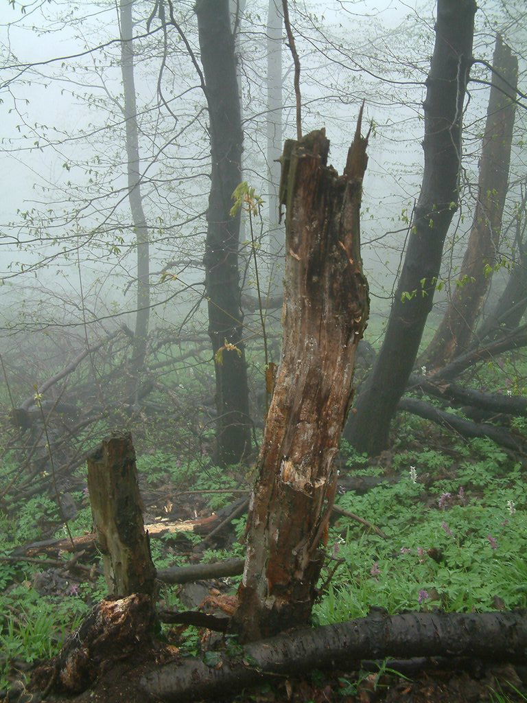 DSCF0261.JPG