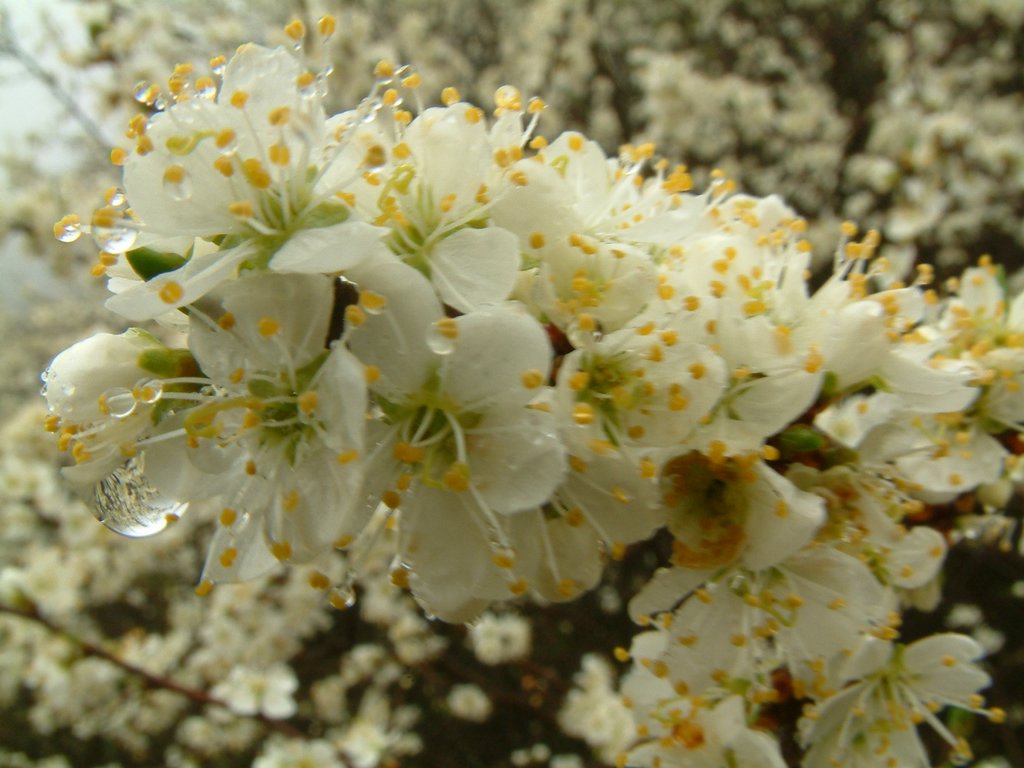 DSCF0269.JPG