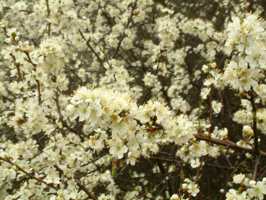 DSCF0270.JPG