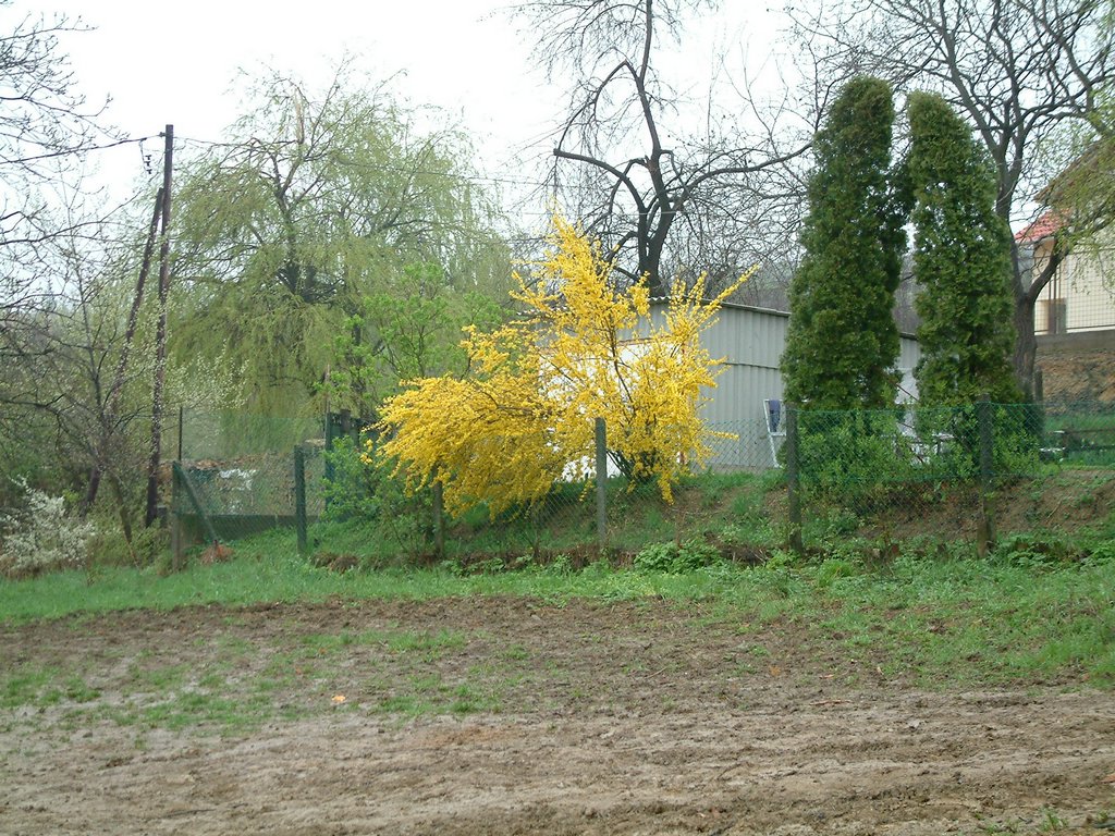 DSCF0278.JPG