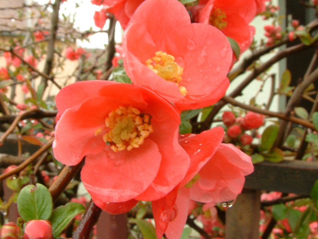 DSCF0296.JPG