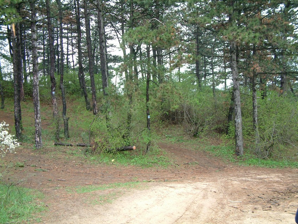DSCF0303.JPG