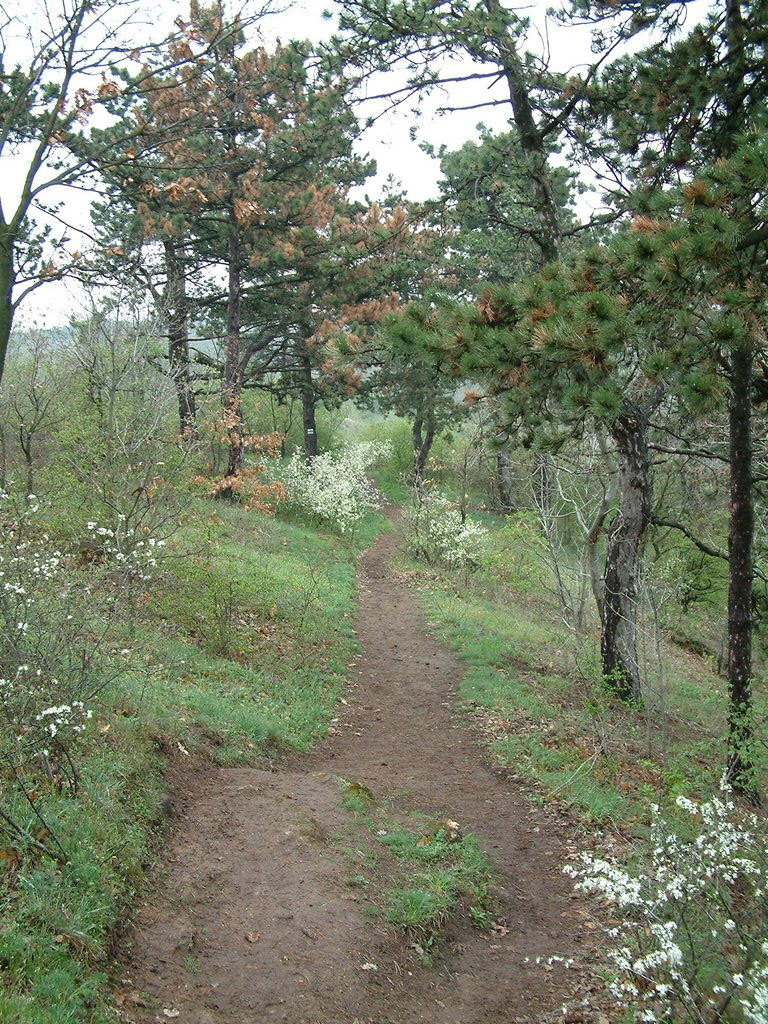 DSCF0304.JPG