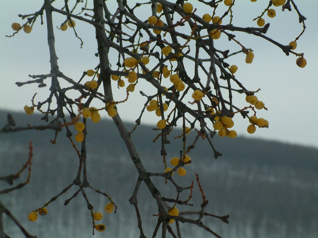 DSCF0032.JPG