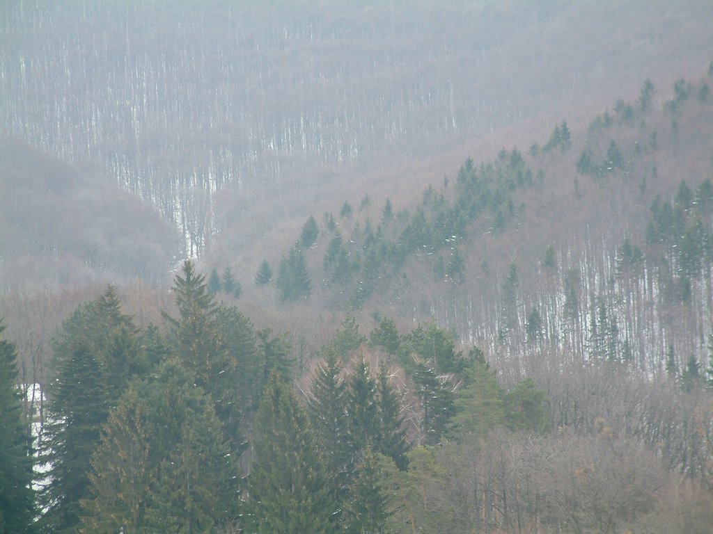 DSCF0033.JPG