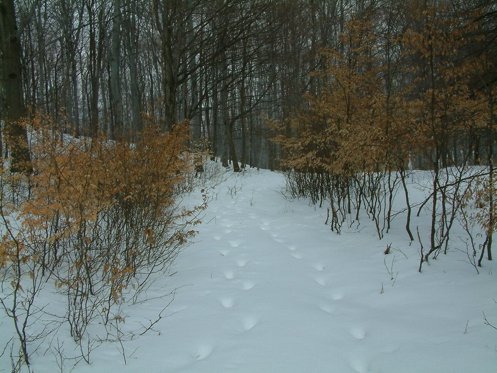 DSCF0038.JPG