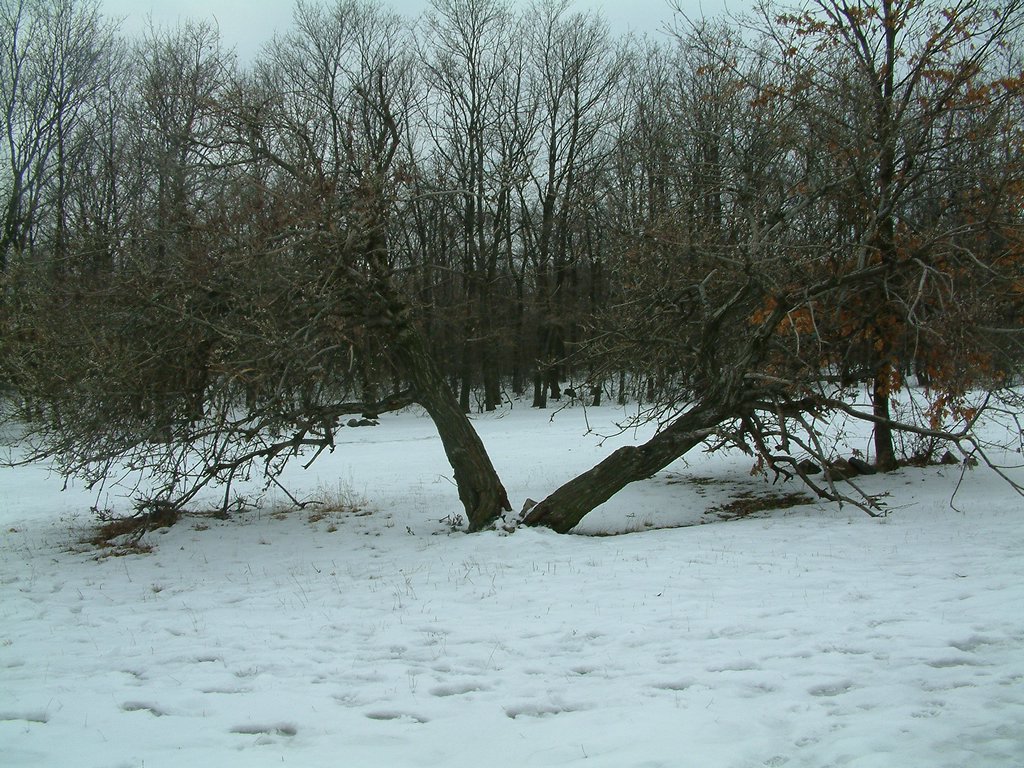 DSCF0049.JPG