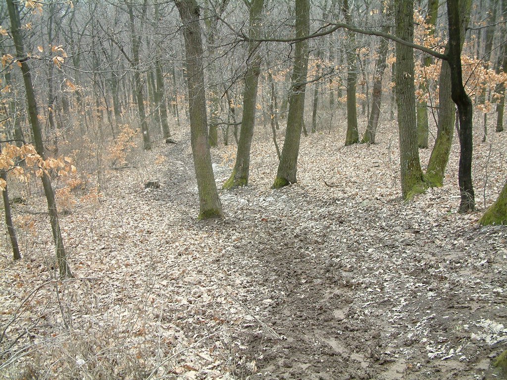 DSCF0061.JPG