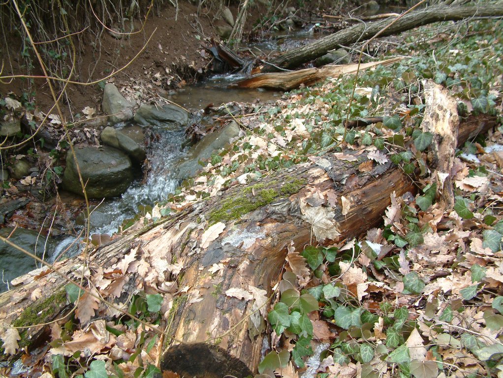 DSCF0077.JPG