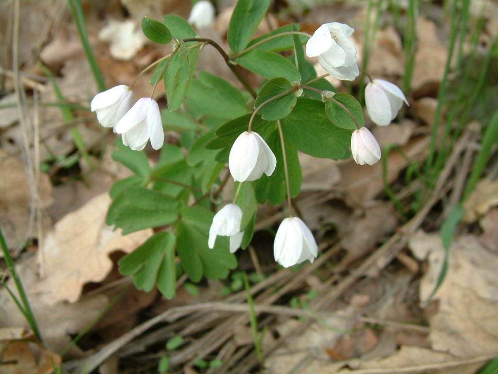 DSCF0116.JPG