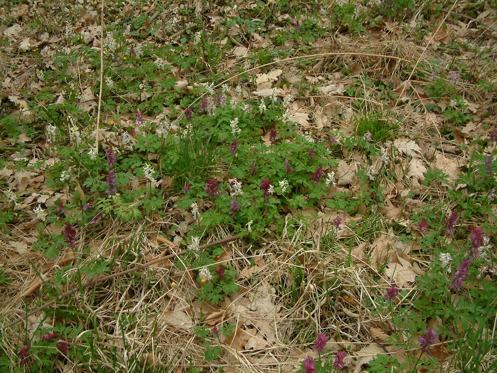 DSCF0122.JPG