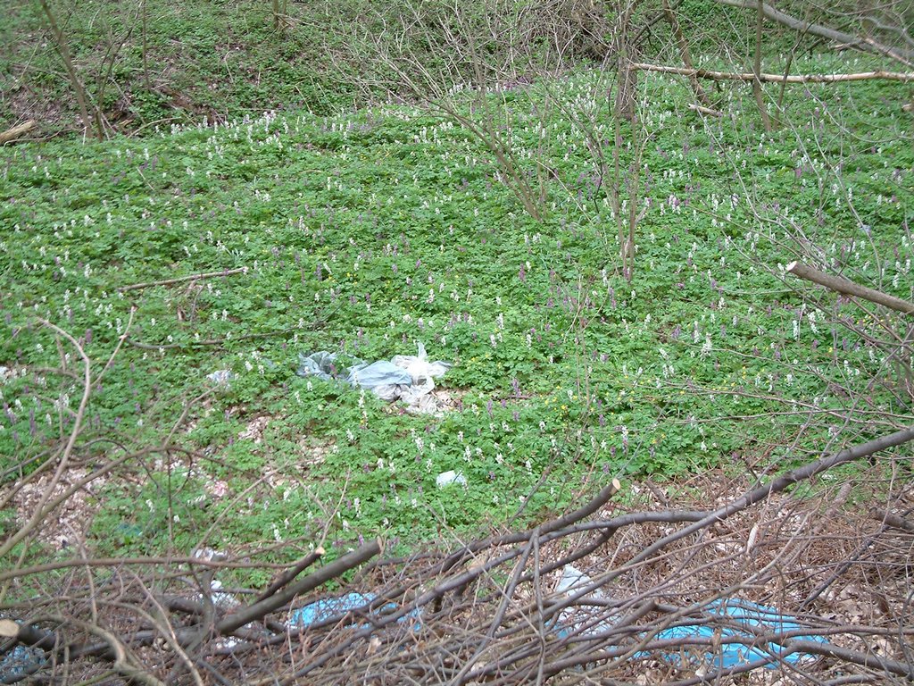 DSCF0123.JPG
