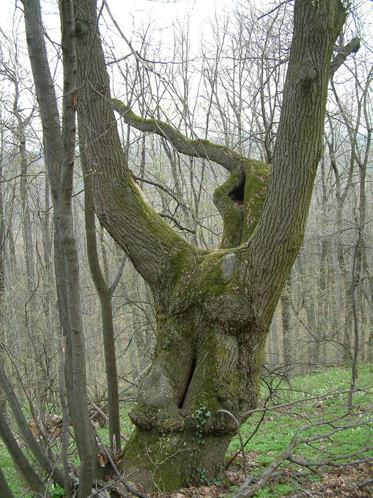 DSCF0133.JPG