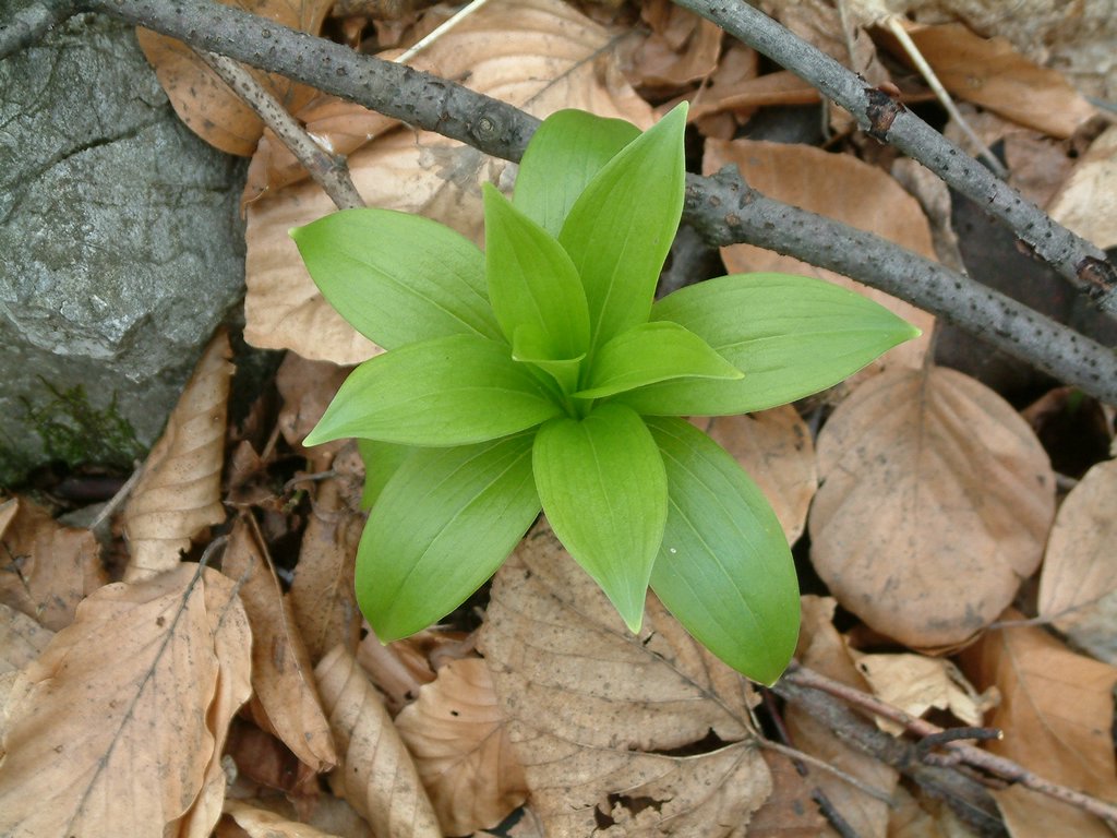 DSCF0136.JPG