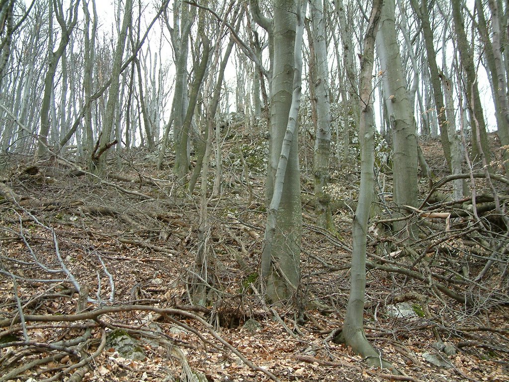 DSCF0138.JPG
