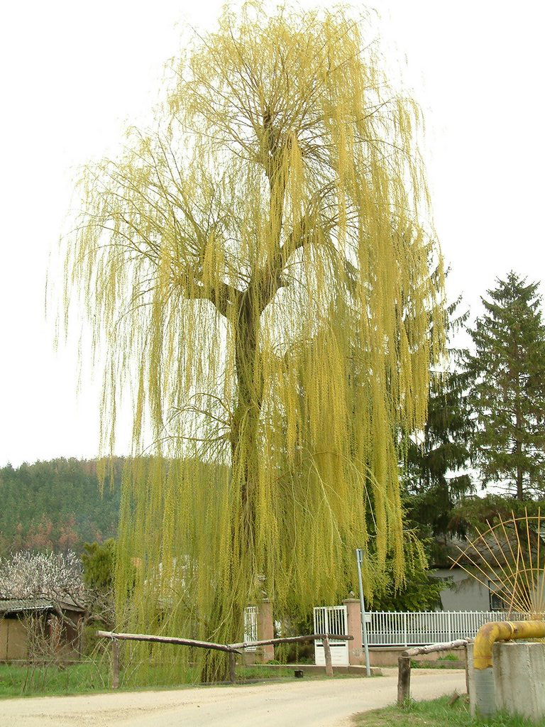 DSCF0167.JPG