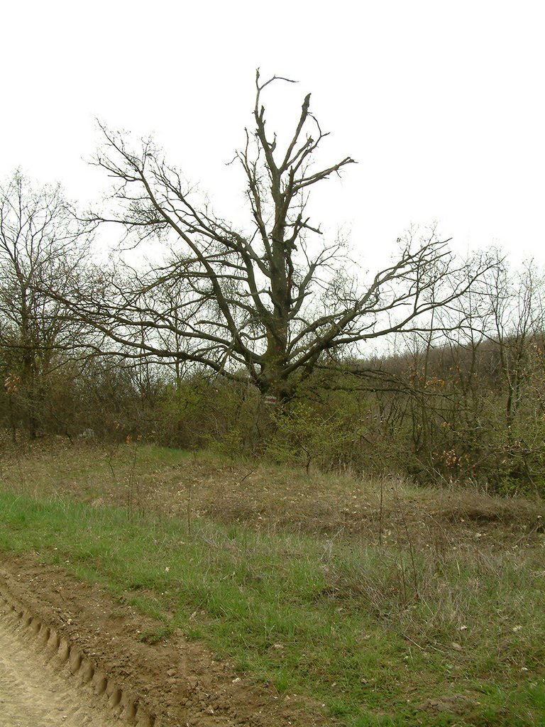 DSCF0170.JPG