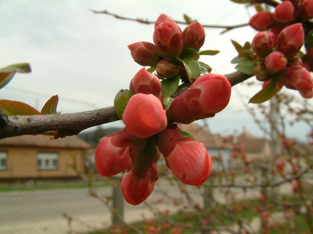DSCF0175.JPG