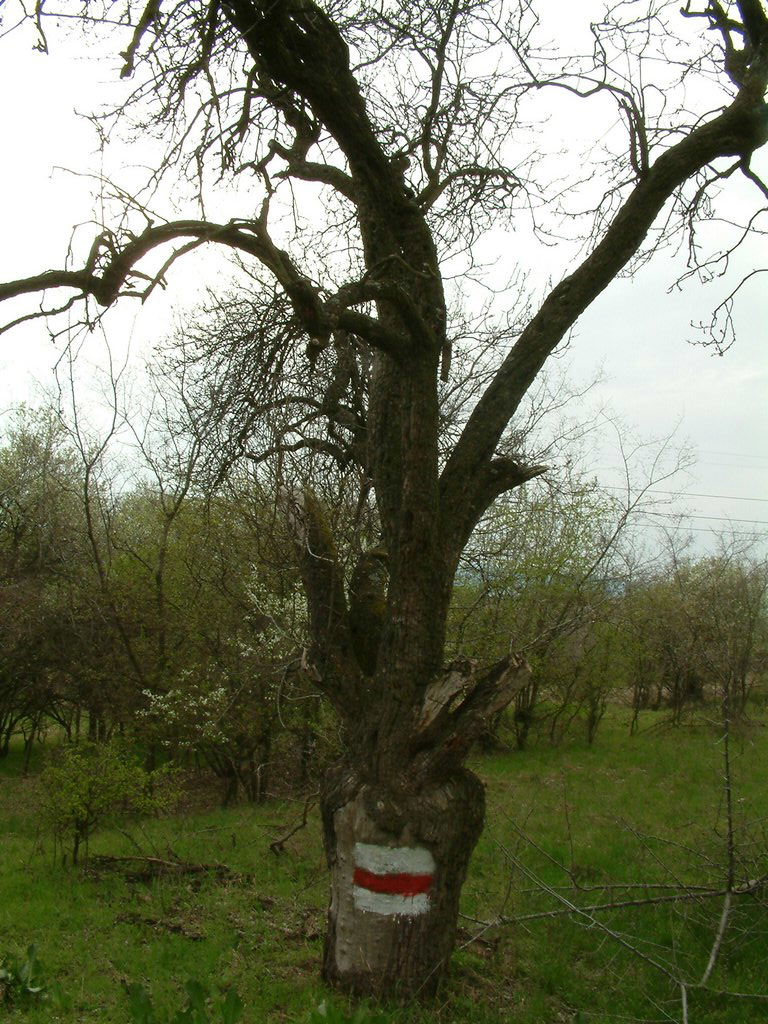 DSCF0186.JPG