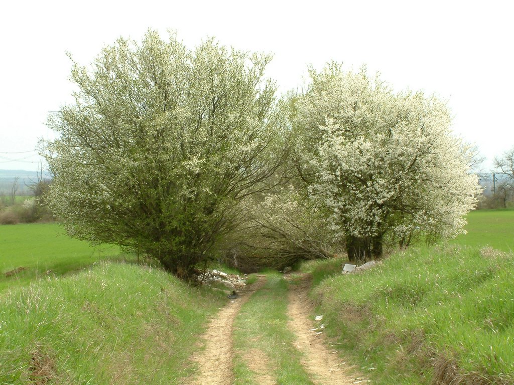 DSCF0187.JPG