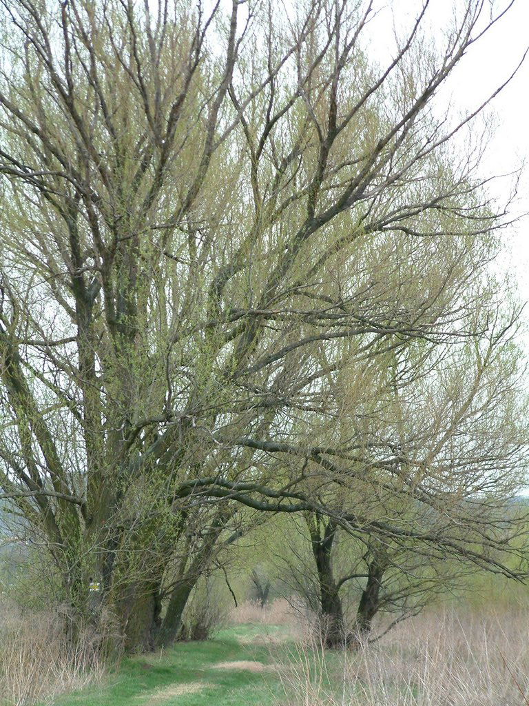 DSCF0198.JPG