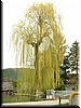 DSCF0167.JPG