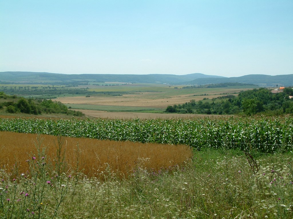 DSCF0095.JPG