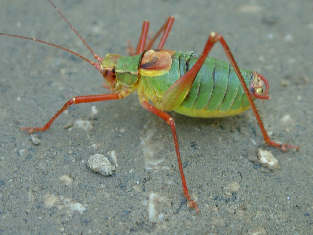 DSCF0126.JPG