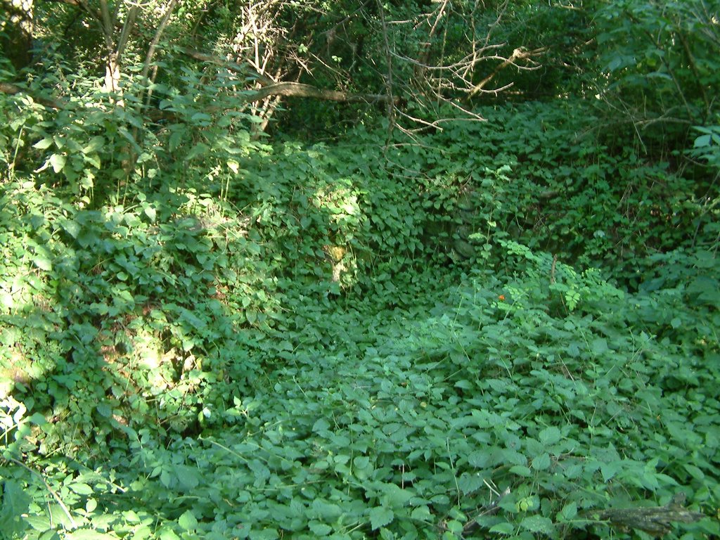 DSCF0130.JPG