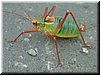 DSCF0126.JPG