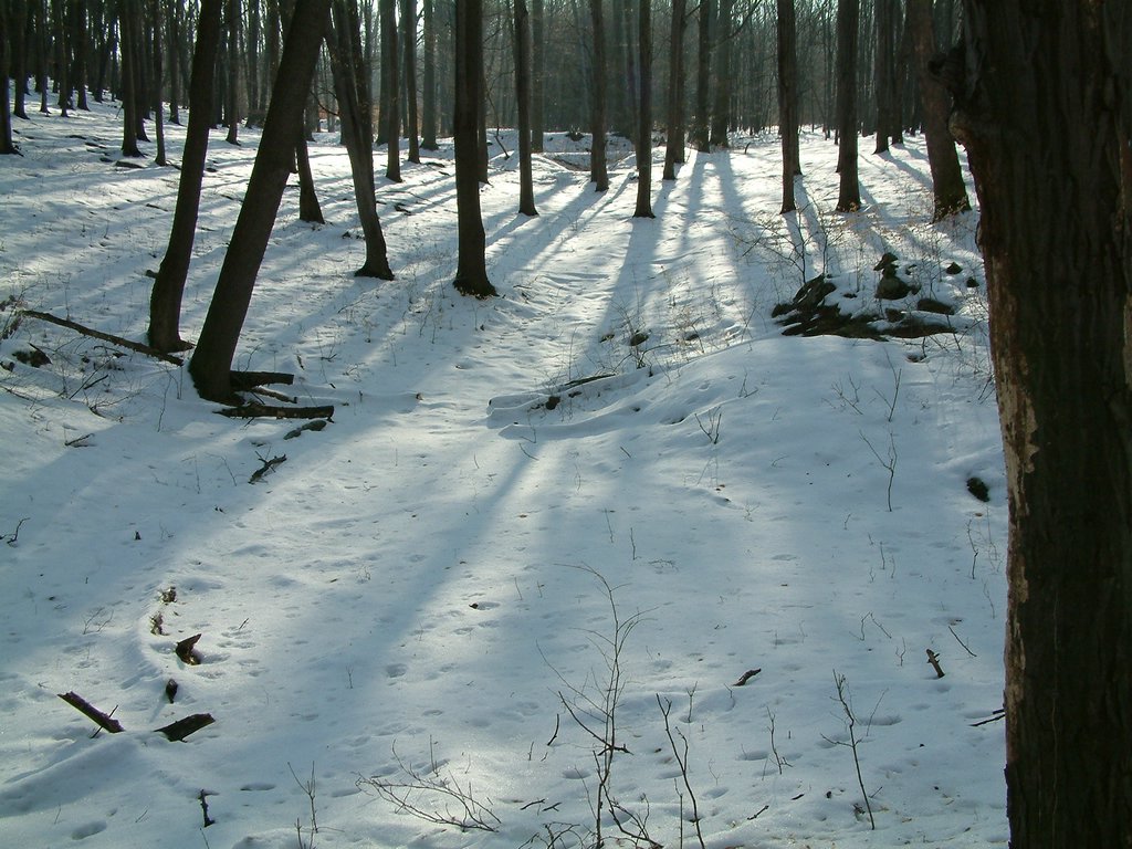DSCF0032.JPG