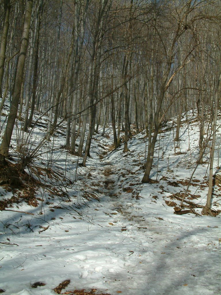 DSCF0050.JPG