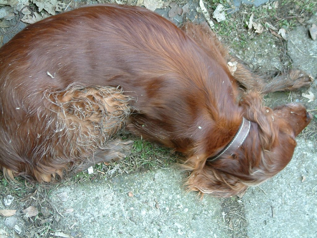 DSCF0090.JPG