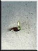 DSCF0085.JPG