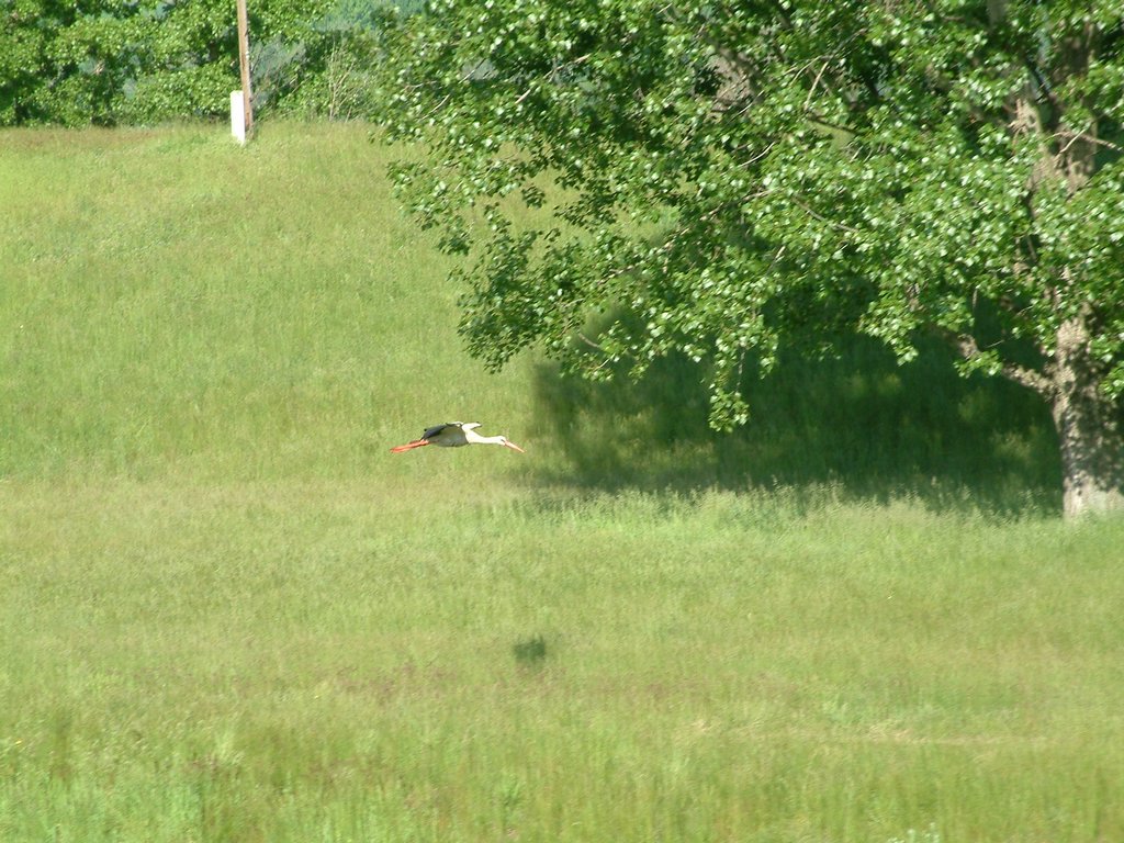 DSCF0005.JPG