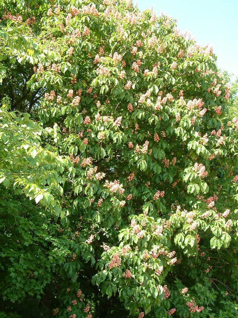 DSCF0020.JPG