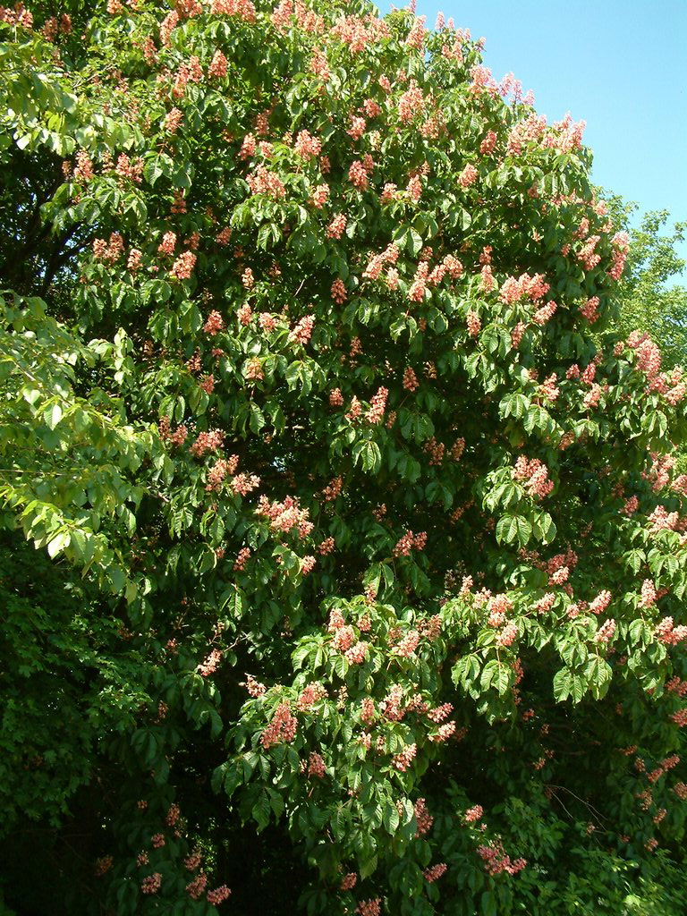 DSCF0021.JPG