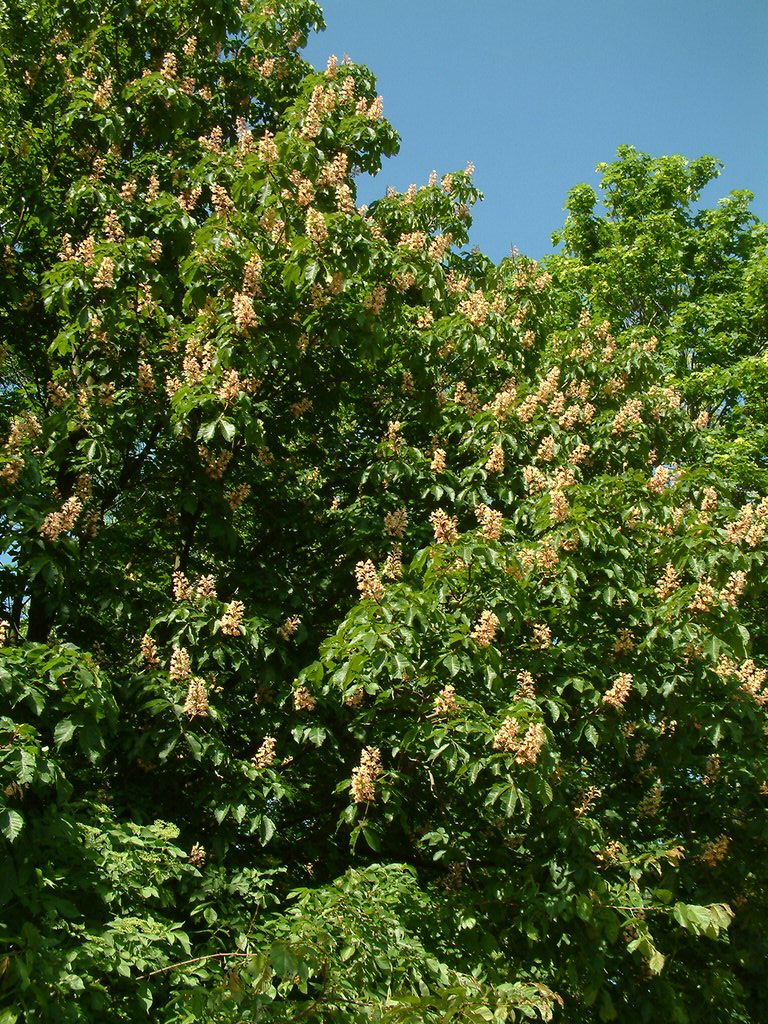 DSCF0022.JPG