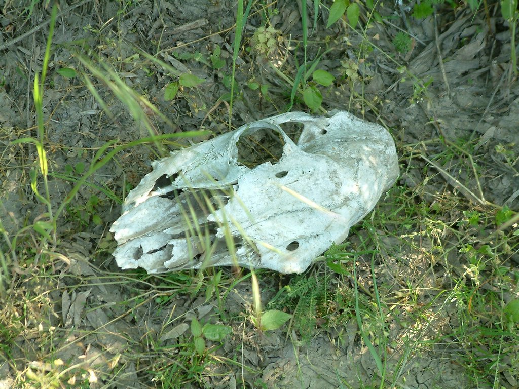 DSCF0024.JPG