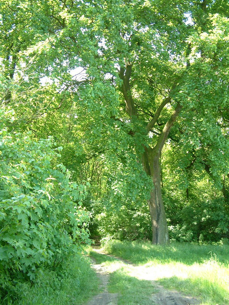 DSCF0025.JPG