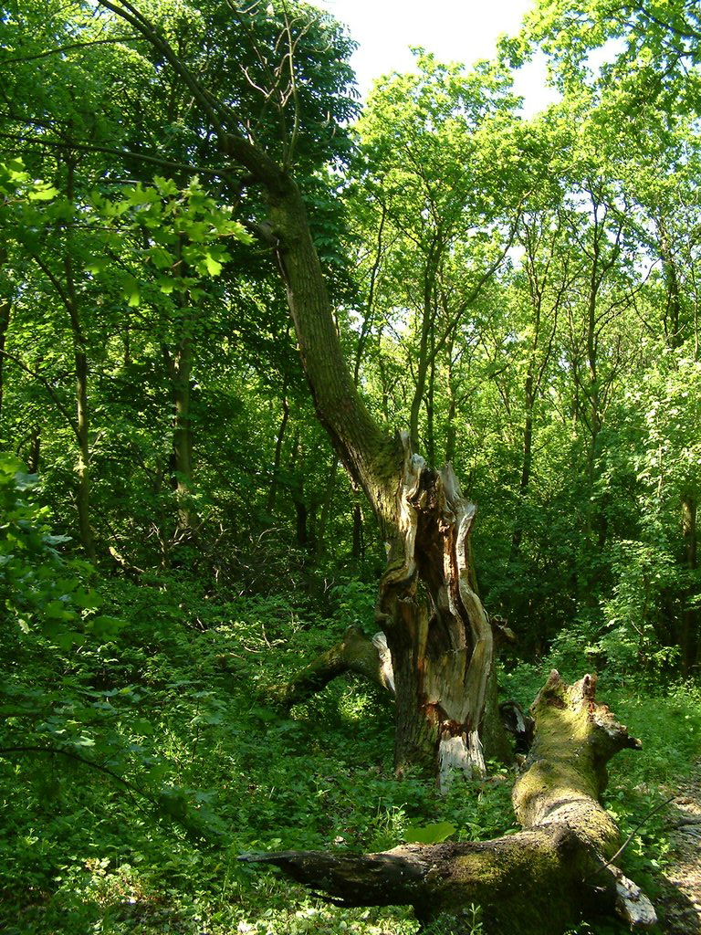 DSCF0027.JPG