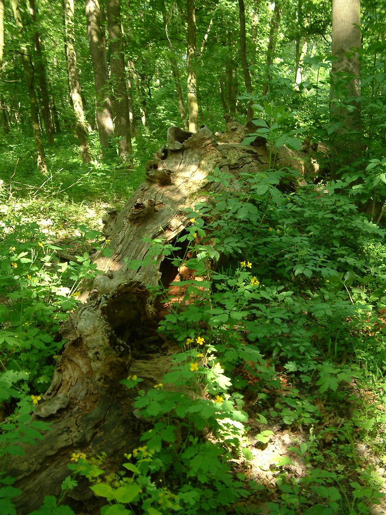 DSCF0028.JPG
