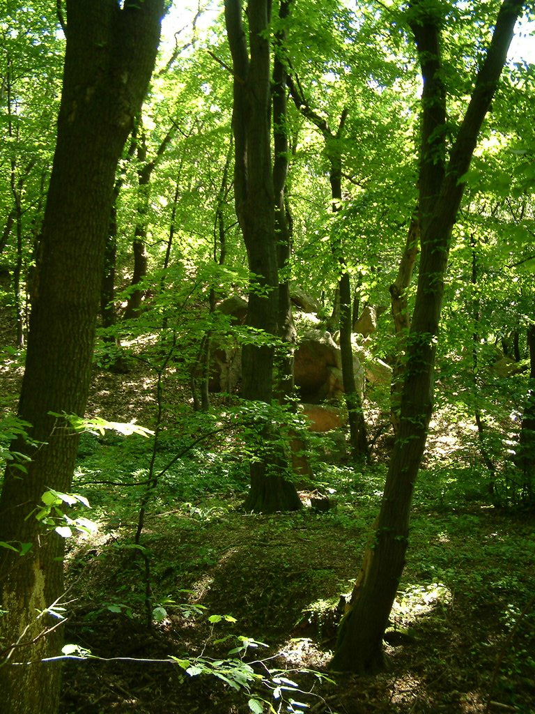 DSCF0072.JPG