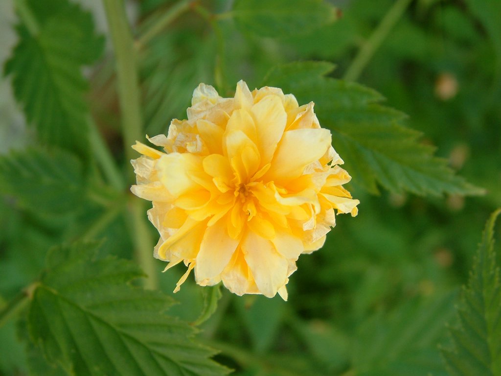 DSCF0077.JPG